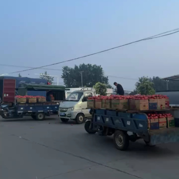串果西红柿，产地直发，可对接全国，可视频看货