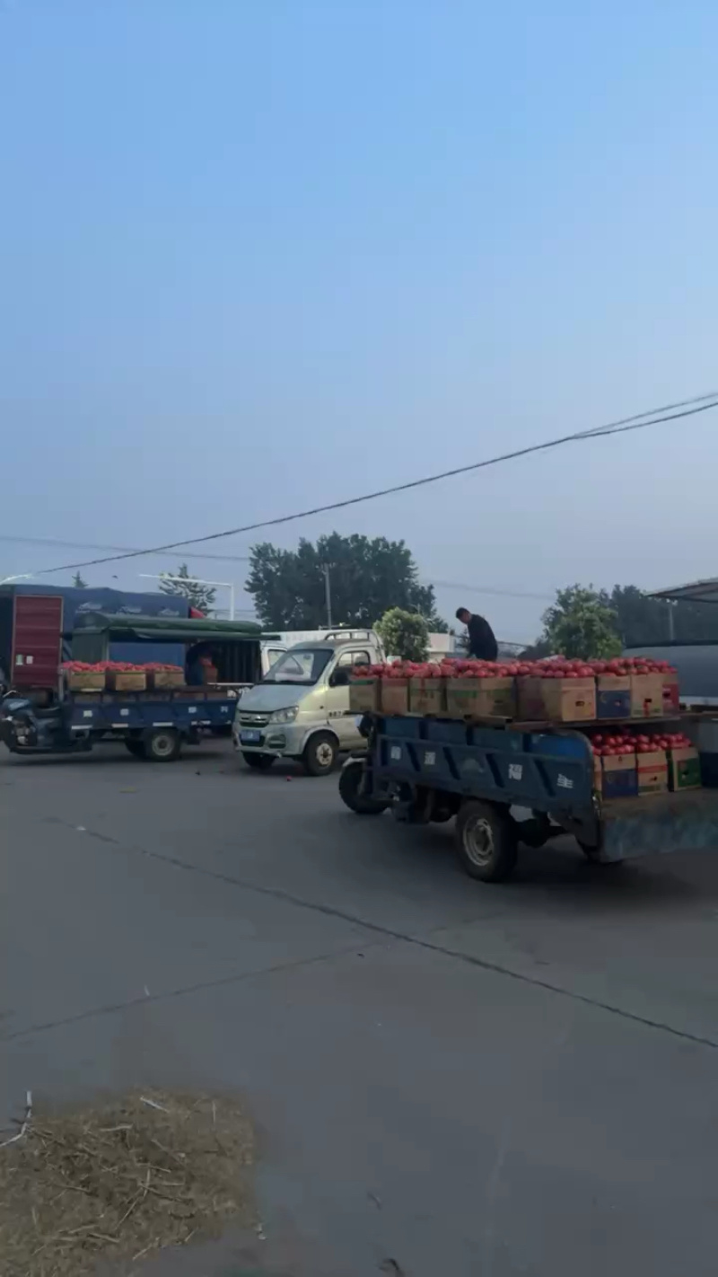 串果西红柿，产地直发，可对接全国，可视频看货