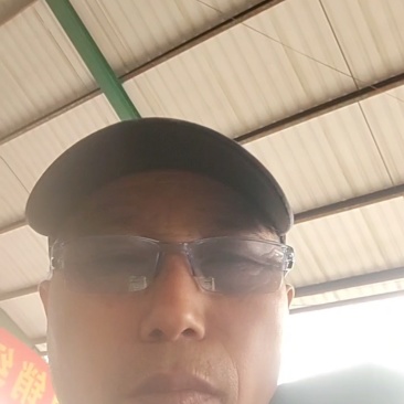 羊肚菌种，一级试管种，高产田选育种菇分离，活性强，产量高