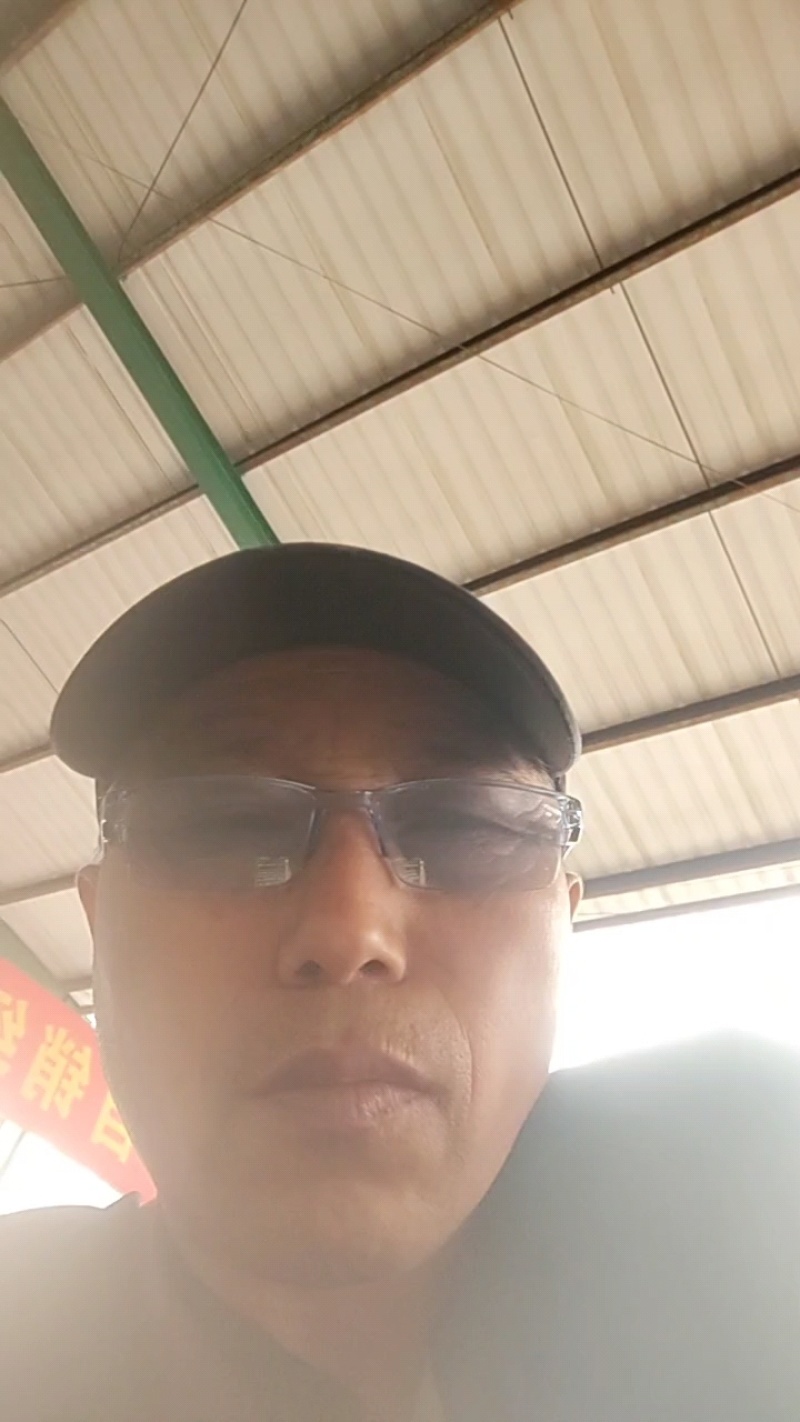 羊肚菌种，一级试管种，高产田选育种菇分离，活性强，产量高