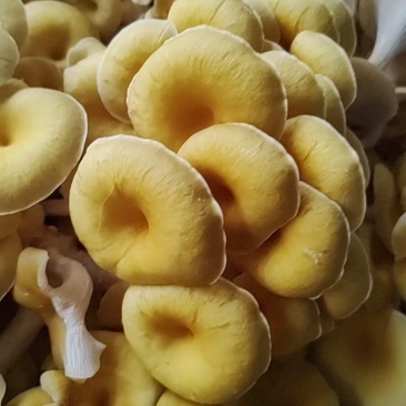 食用菌鲜品，榆黄菇（鸡油菌，黄金菇）鲜菇，