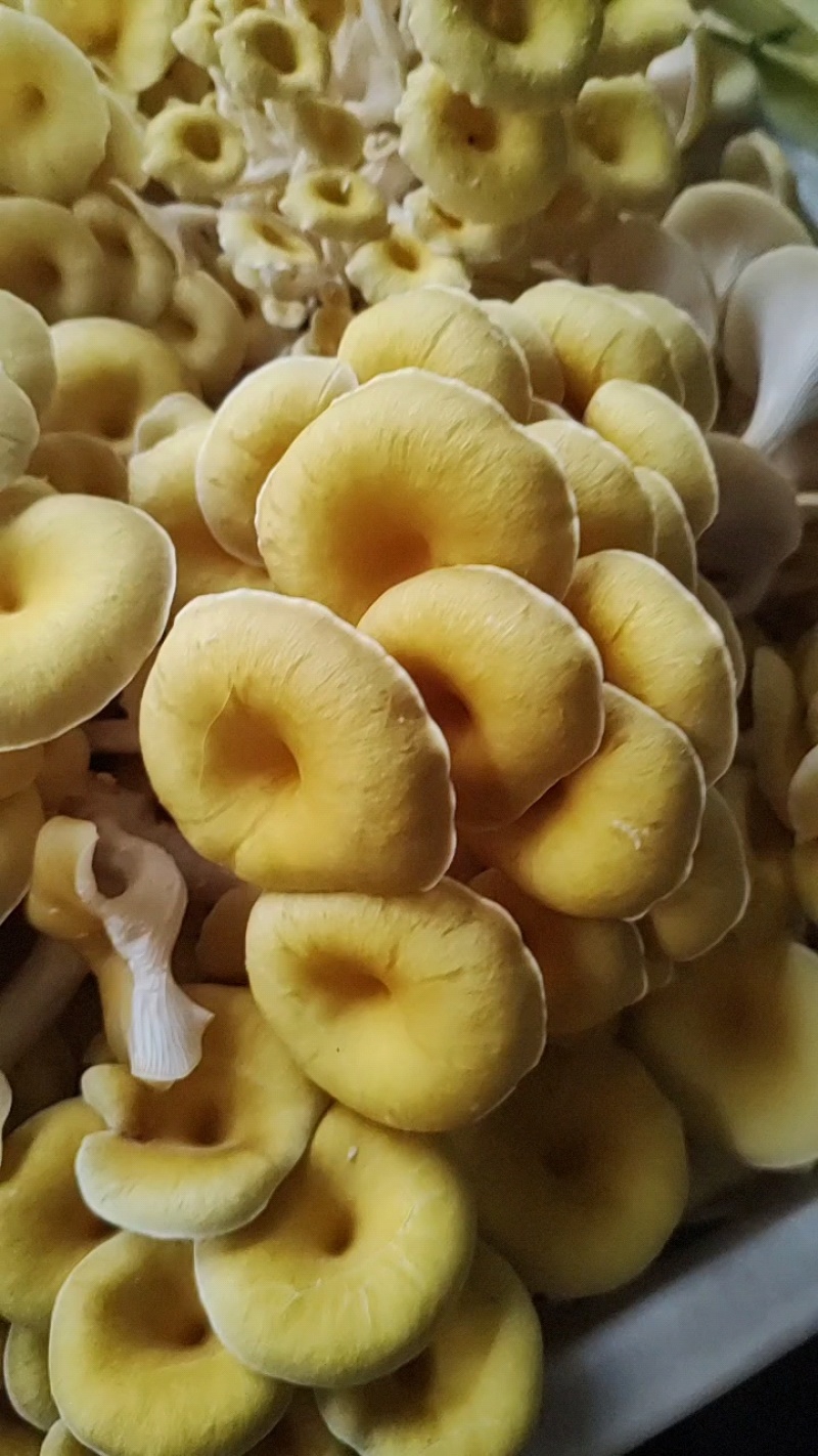 食用菌鲜品，榆黄菇（鸡油菌，黄金菇）鲜菇，