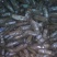 海螺食用鲜活5~10只/kg