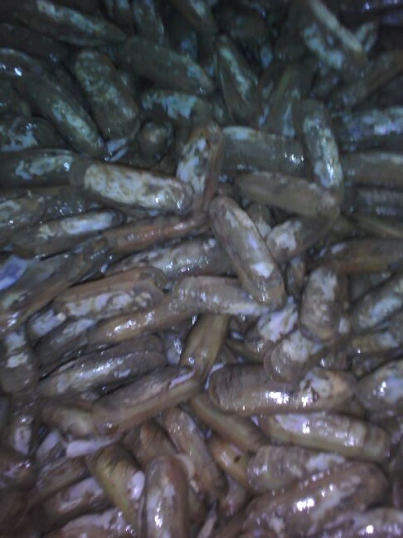 海螺食用鲜活5~10只/kg