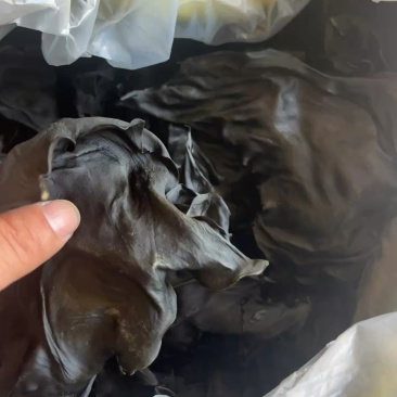 荣成特产10成干烘干海带头13～15倍泡发率巨厚