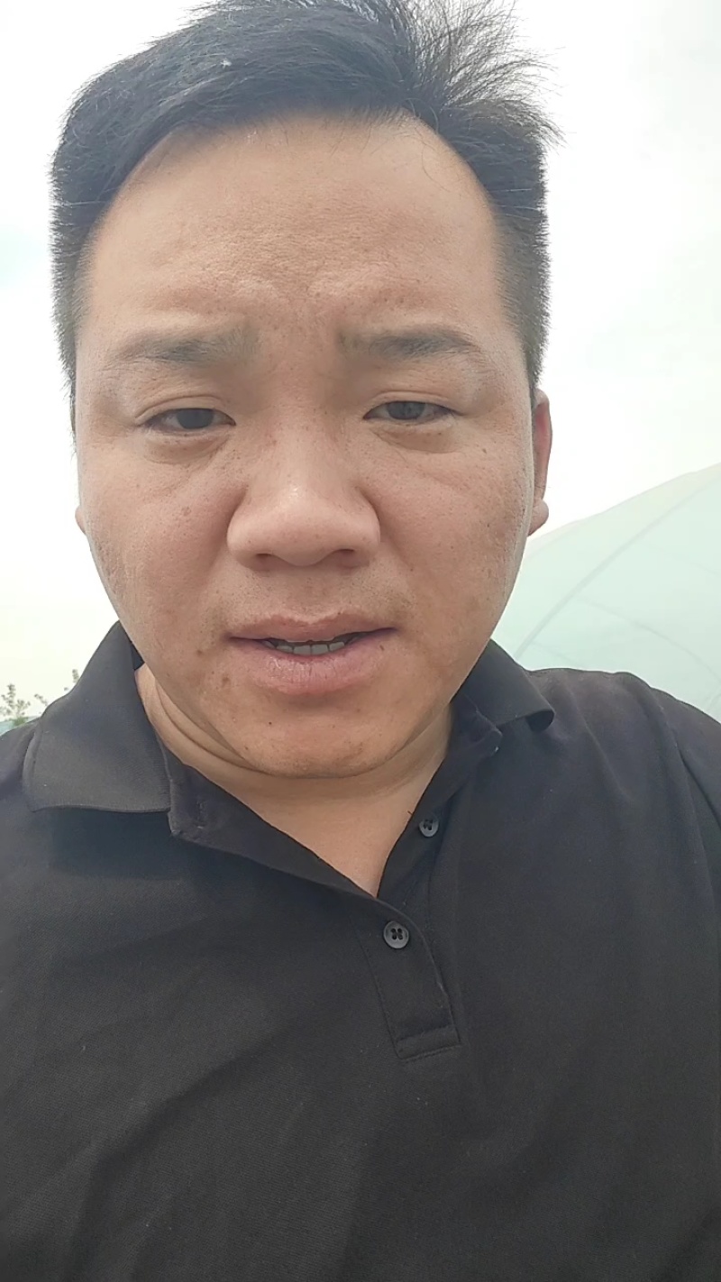 红薯苗单株25-30公分，100株一捆