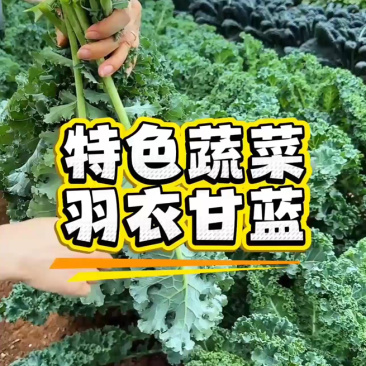 鲜食羽麒麟皱叶菜嫩叶，基地直采，产地直发