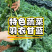 鲜食羽麒麟皱叶菜嫩叶，基地直采，产地直发