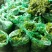 基地直供带泥小香芹菜45cm以上颜色绿嫩，农户地里直供