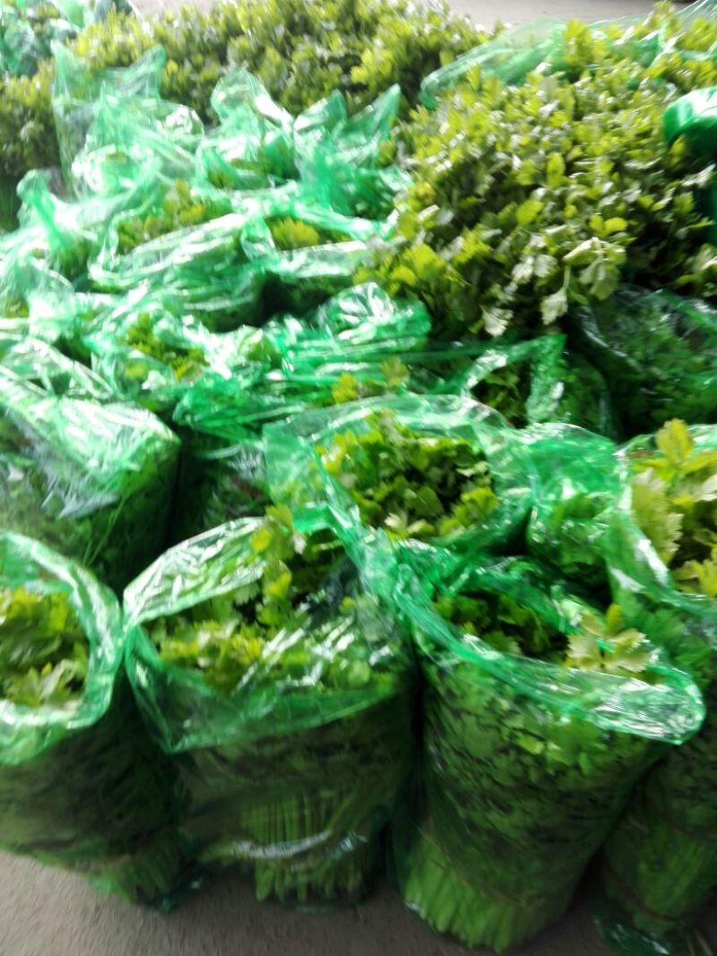 基地直供带泥小香芹菜45cm以上颜色绿嫩，农户地里直供