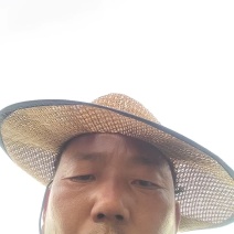 邯郸甘蓝产地直发保质保量大量有货全国代发欢迎选购