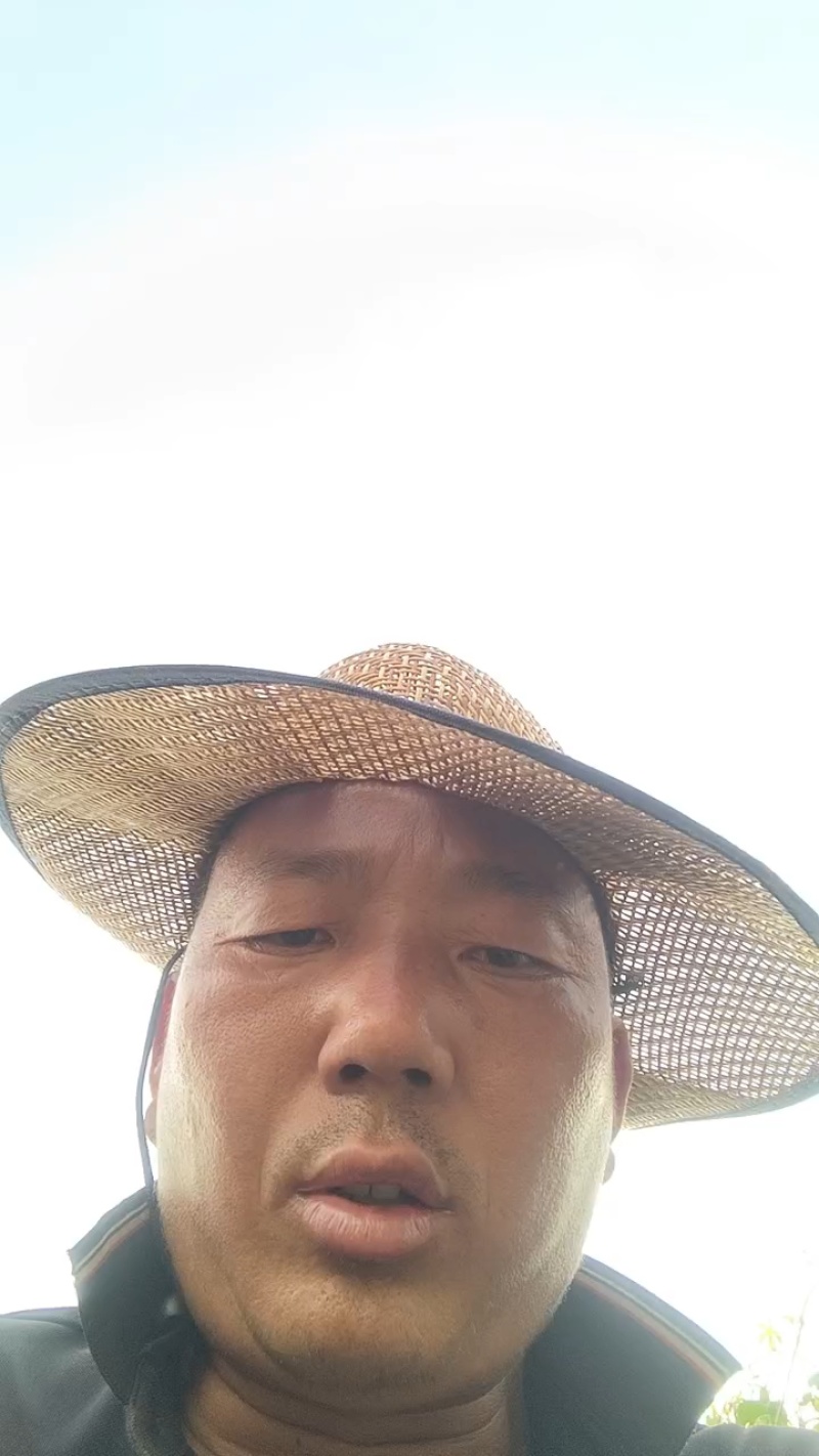邯郸甘蓝产地直发保质保量大量有货全国代发欢迎选购