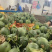 头茬精品绿宝石【热卖中，对接电商，市场，超市，社团，代发全国