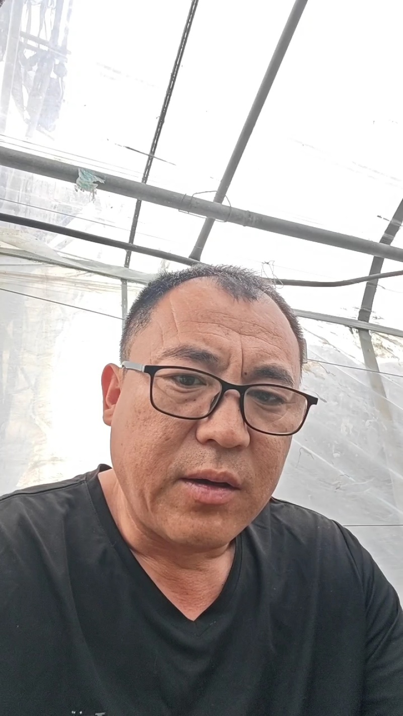 冬瓜苗蔬菜苗产量高口感好价格实惠成活率高欢迎联系
