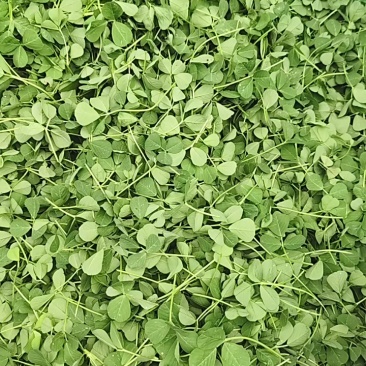 精品草头别名金花菜，产地一手货源，品质保证，量大从优