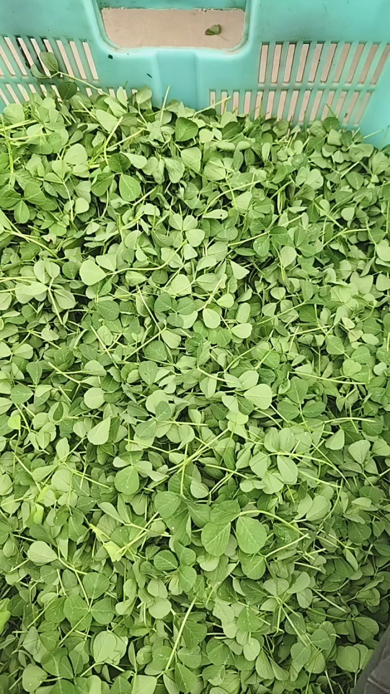 精品草头别名金花菜，产地一手货源，品质保证，量大从优