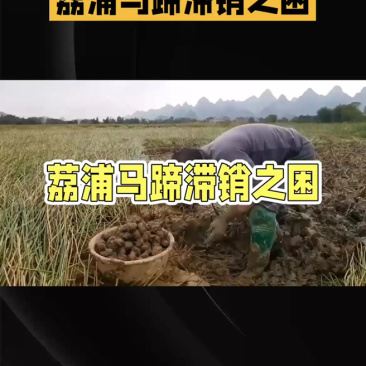 广西荔浦马蹄货源充足大量上市对接批发商超团购