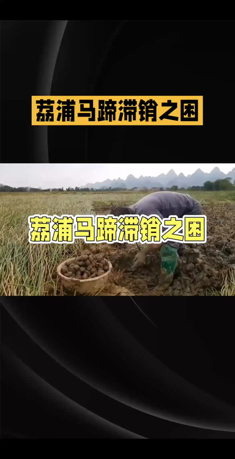 广西荔浦马蹄货源充足大量上市对接批发商超团购