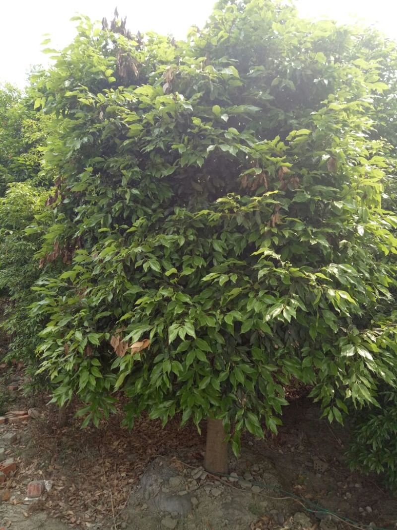 天竺桂