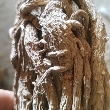 【当归头片无硫特大头片】手选精品活动包邮
