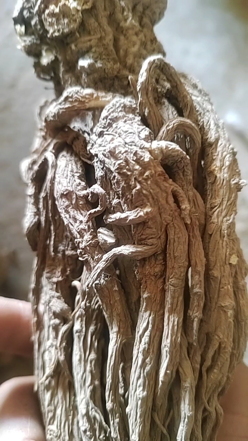 【当归头片无硫特大头片】手选精品活动包邮
