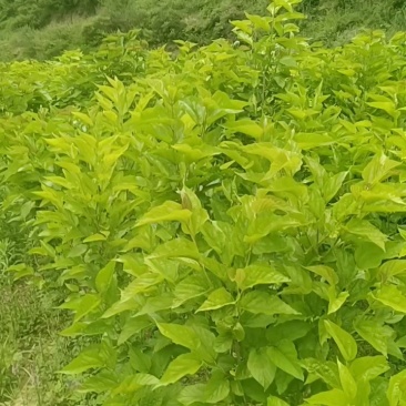 【新鲜桑叶】四川阿坝桑叶鲜货规格齐全欢迎来电咨询