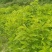 【新鲜桑叶】四川阿坝桑叶鲜货规格齐全欢迎来电咨询