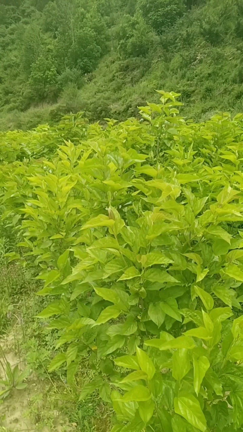 【新鲜桑叶】四川阿坝桑叶鲜货规格齐全欢迎来电咨询