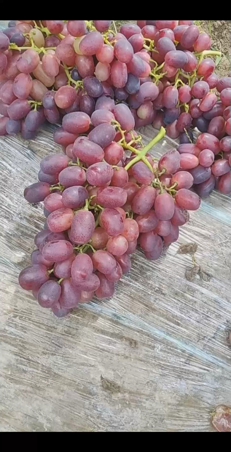 巨胜一号葡萄