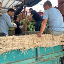 精品湖北西瓜大量上市产地直供保质保量欢迎来电