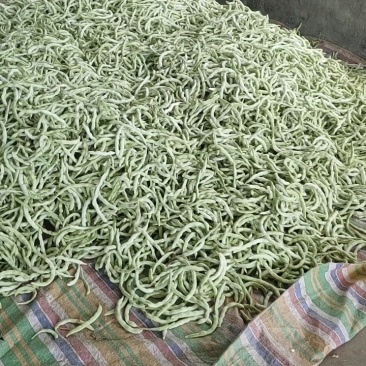 白不老芸豆产地直销量大，优质欢迎广大客商前来采购
