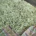 白不老芸豆产地直销量大，优质欢迎广大客商前来采购
