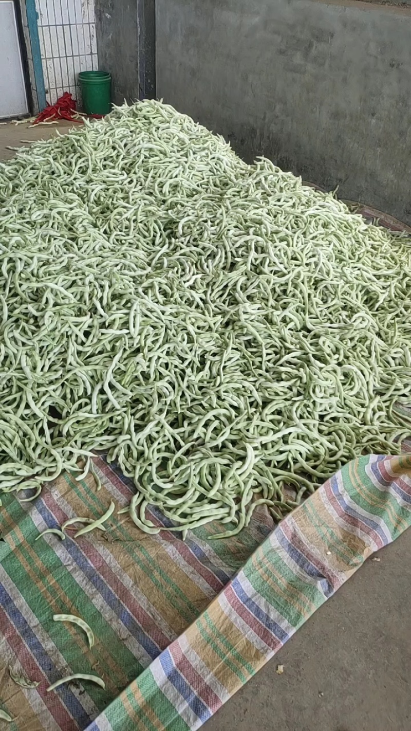 白不老芸豆产地直销量大，优质欢迎广大客商前来采购