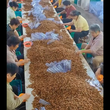 金蝉批发，50只/瓶，货量充足。