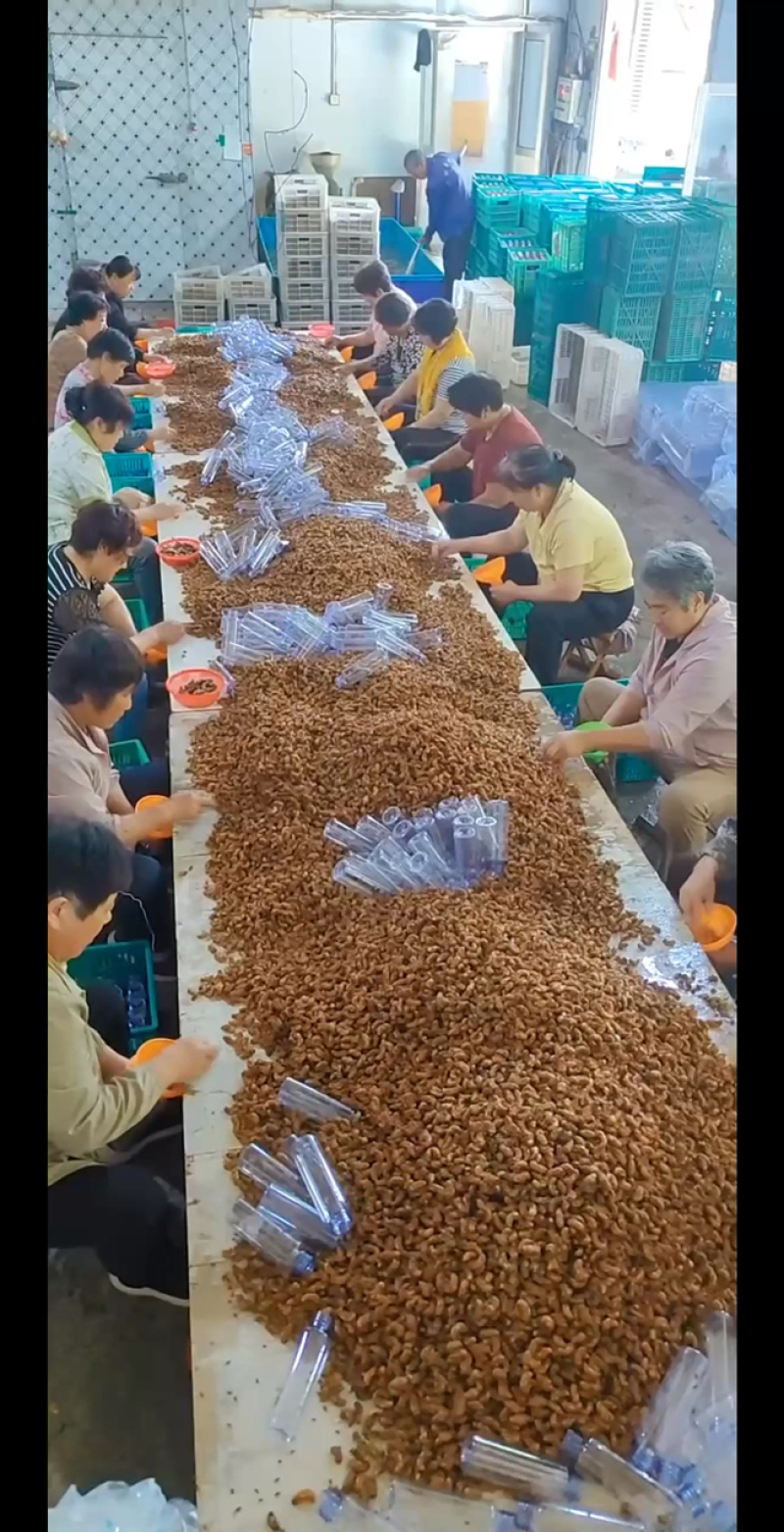 金蝉批发，50只/瓶，货量充足。