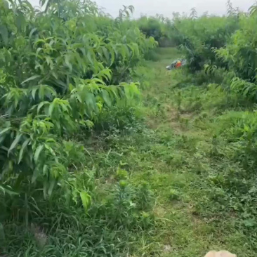 无锡水蜜桃