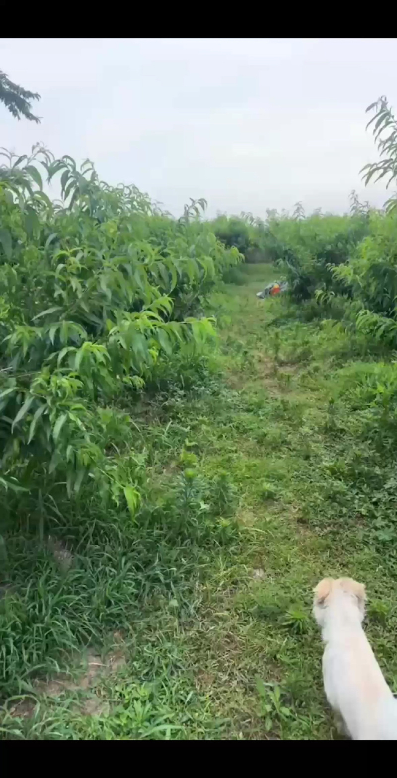 无锡水蜜桃