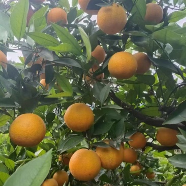 湖北秭归夏橙大量上市，对接市场档口，电商商超，量大从优