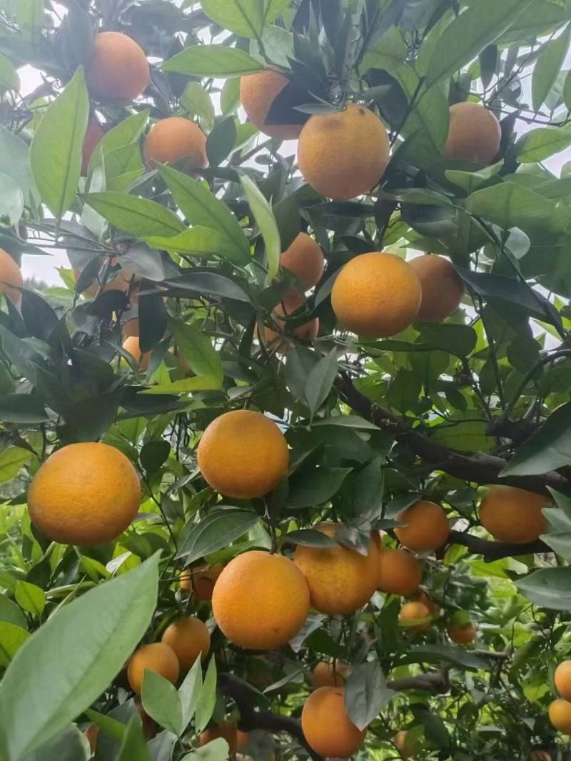 湖北秭归夏橙大量上市，对接市场档口，电商商超，量大从优