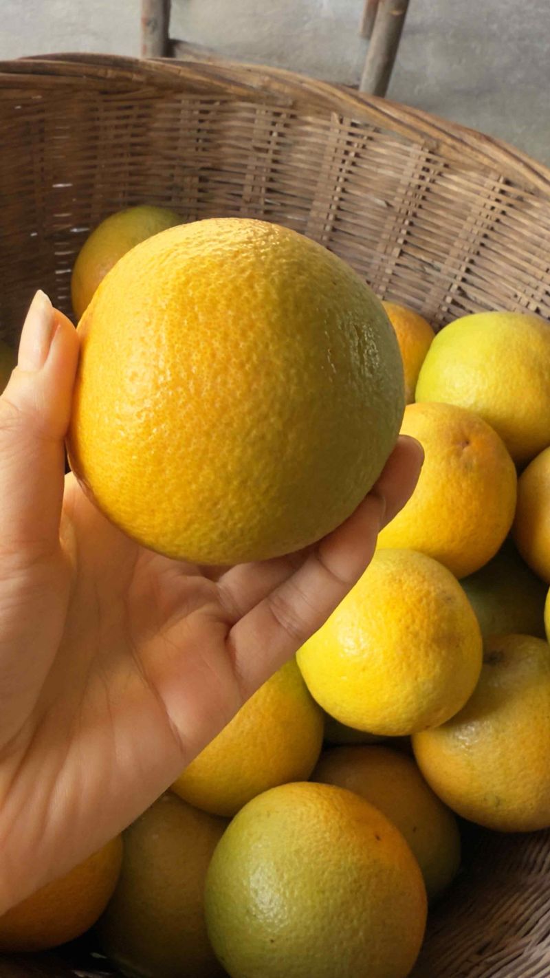 湖北秭归夏橙大量上市，对接市场档口，电商商超，量大从优