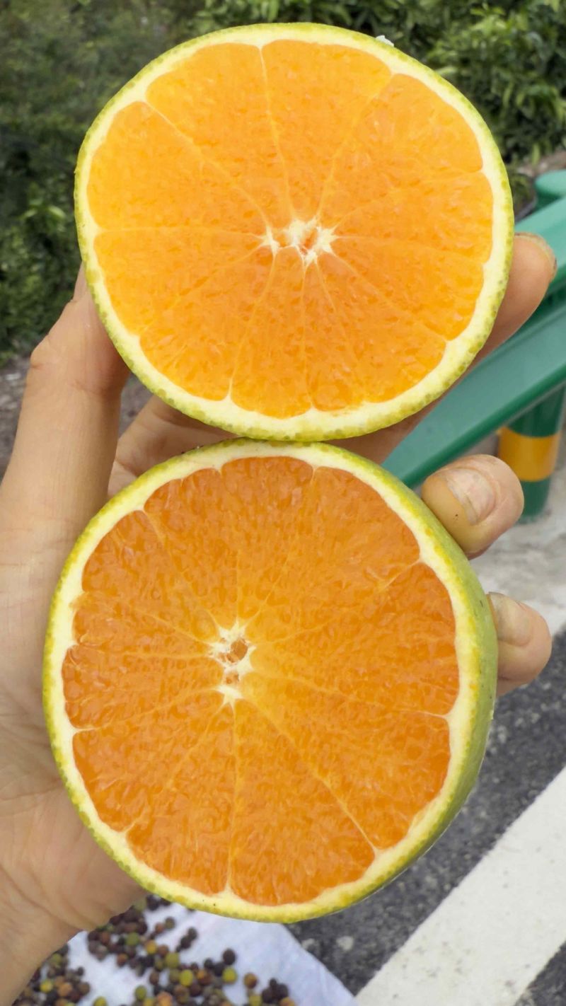 湖北秭归夏橙大量上市，对接市场档口，电商商超，量大从优