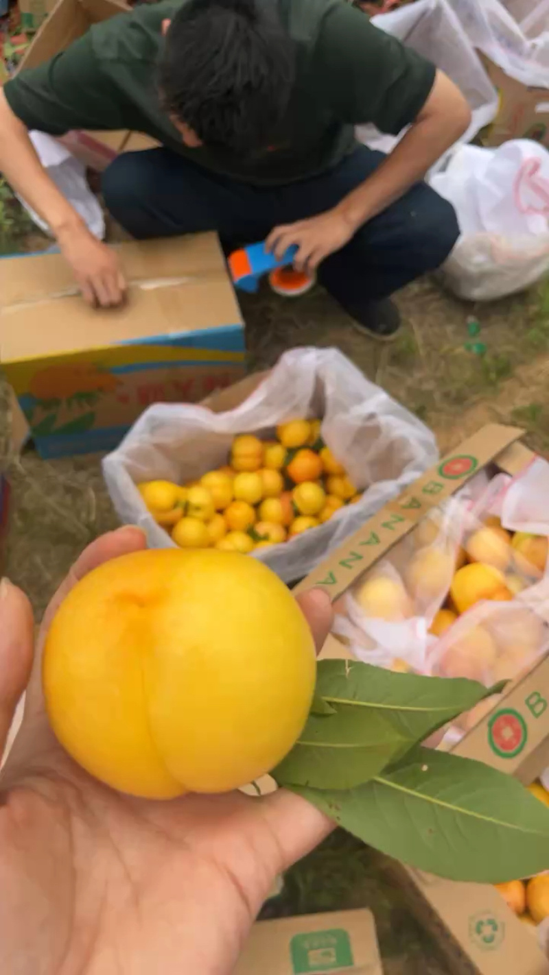 山东黄油桃产地直