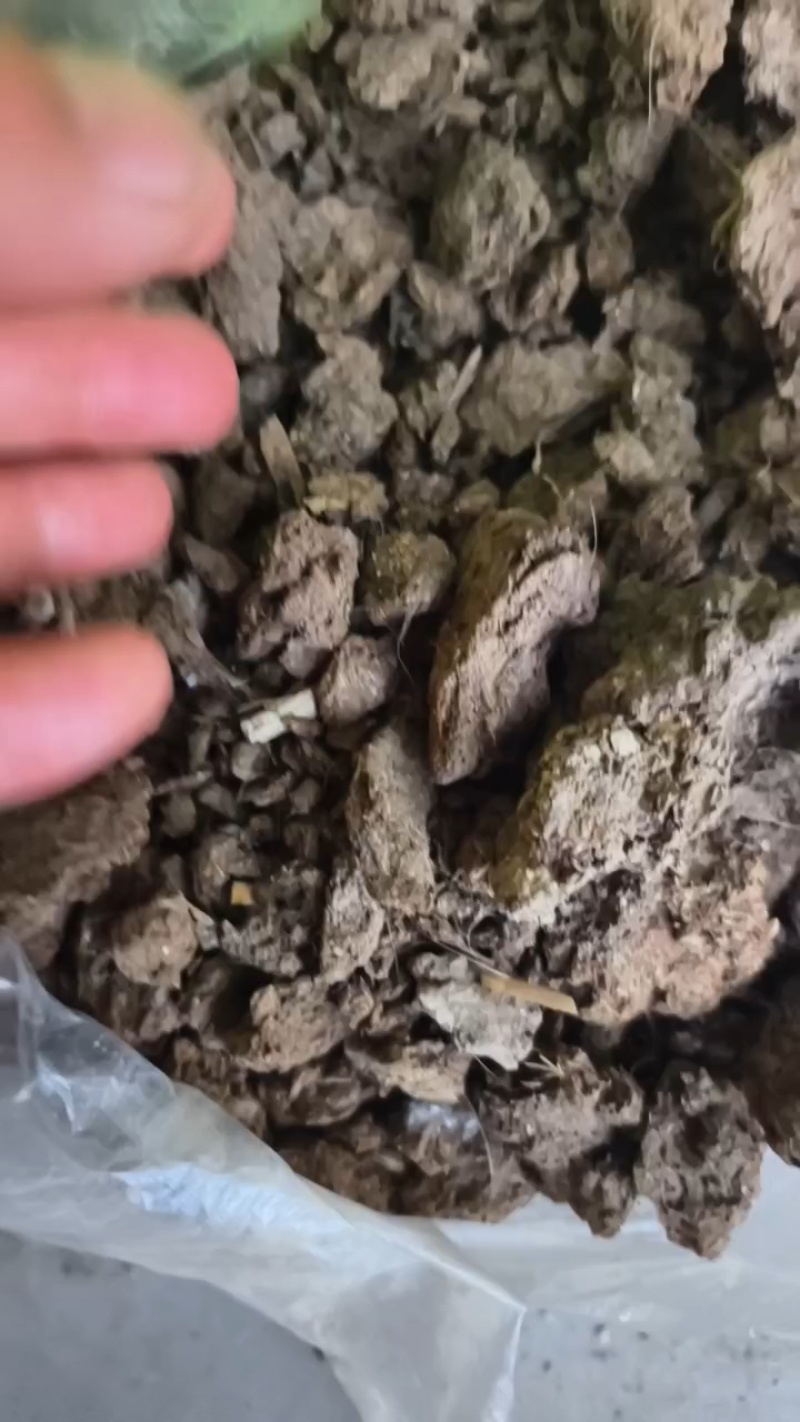大型牛粪晾晒场，大量装车中。