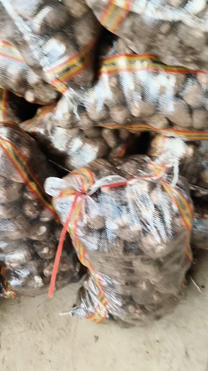 山东毛芋头现挖现发一手货源欢迎客商洽谈业务