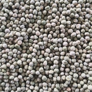 中豌九号、六号干豌豆籽大量有货