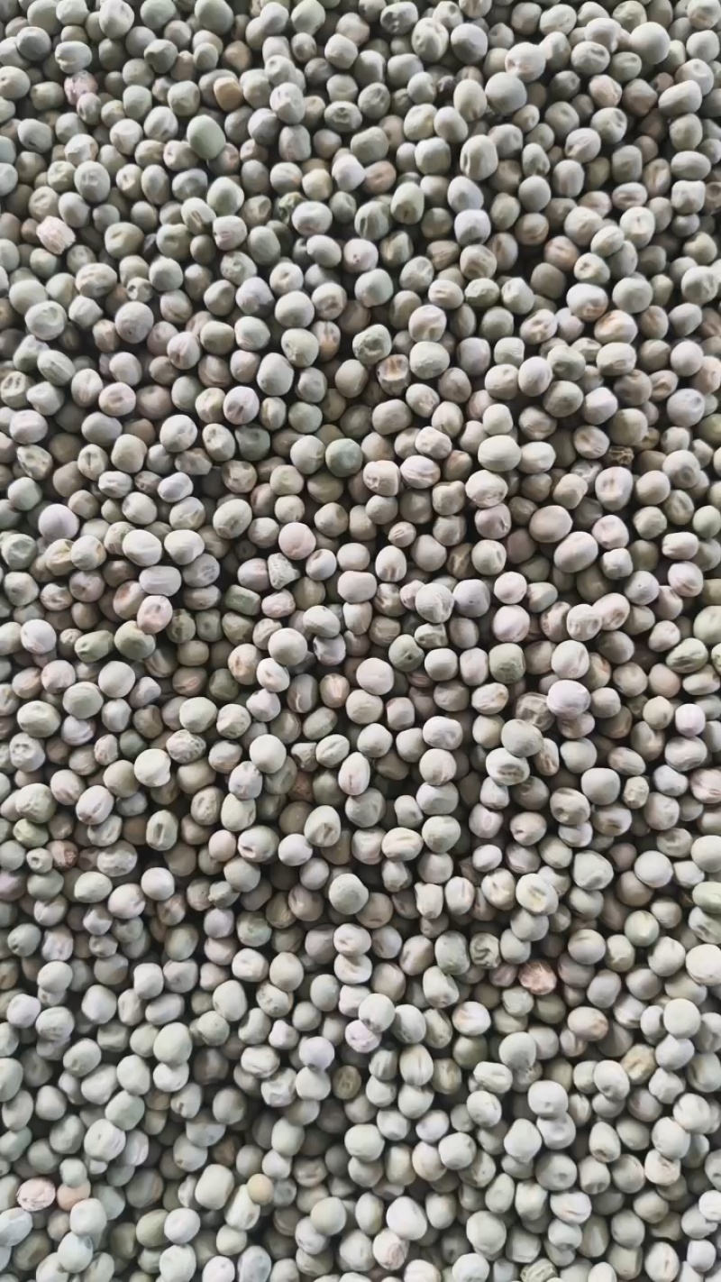 中豌九号、六号干豌豆籽大量有货