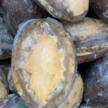新鲜活冻鲍鱼大鲍鱼小鲍鱼贝类捞汁小海鲜专用食材