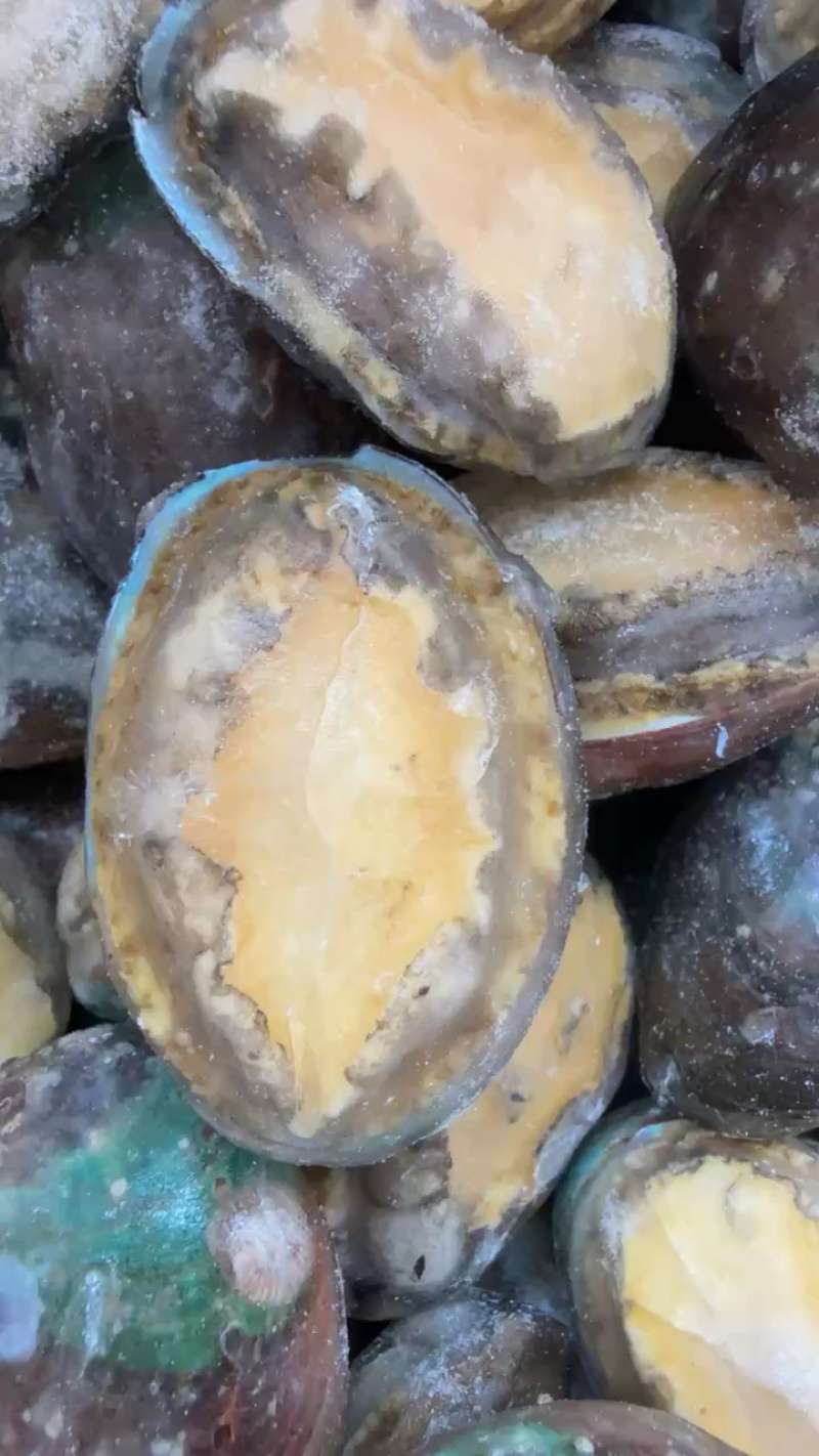 新鲜活冻鲍鱼大鲍鱼小鲍鱼贝类捞汁小海鲜专用食材