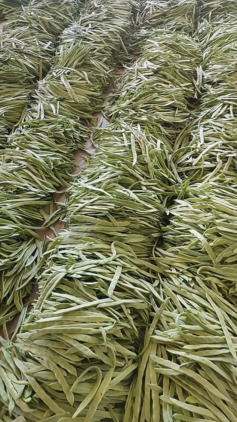 山西晋北蔬菜基地！豆角