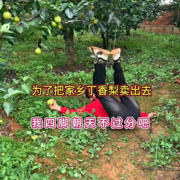 云南红河皇壹甜翡翠梨，市场货、电商货